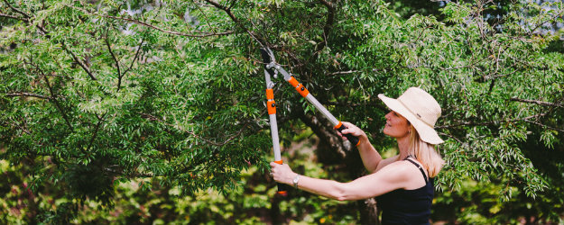 Gardener pruning a tree with Hoselink Loppers